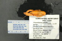 Procambarus gracilis image